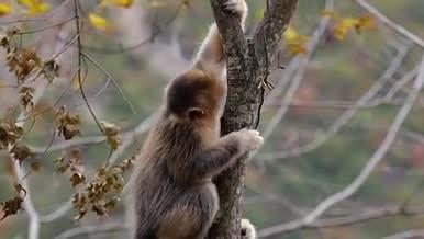 丛林里的金丝猴爬树动物灵长类视频的预览图